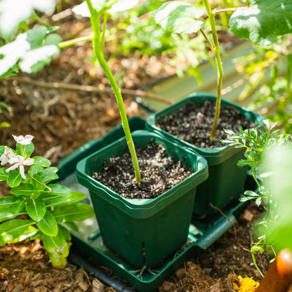 Seedling Pots, 5 x 5 Inches, 8 Pack