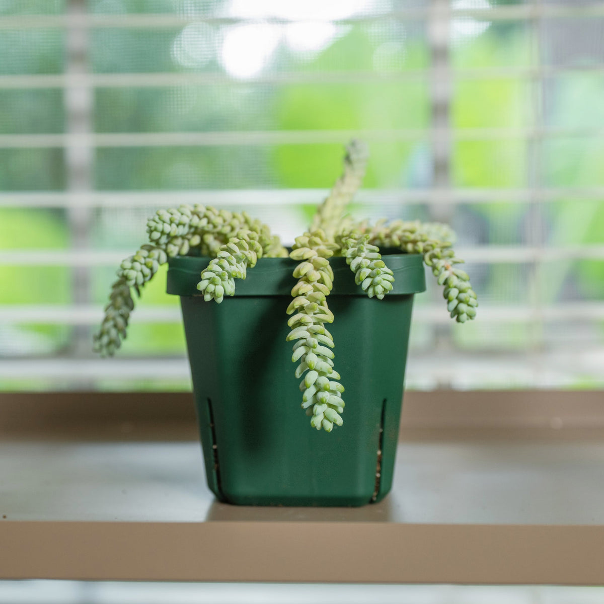 Seedling Pots, 5 x 5 Inches, 8 Pack