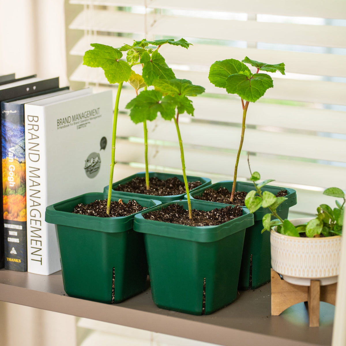 Seedling Pots, 5 x 5 Inches, 8 Pack