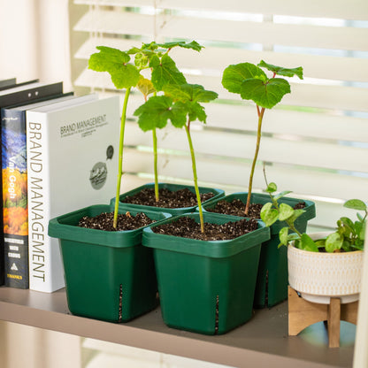 Seedling Pots, 5 x 5 Inches, 8 Pack