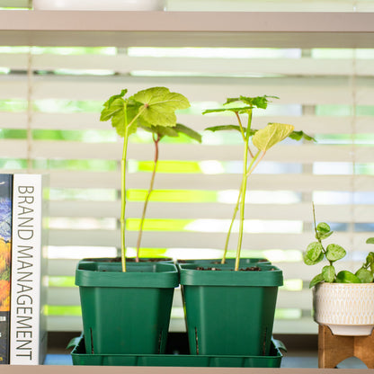 Seedling Pots, 5 x 5 Inches, 8 Pack