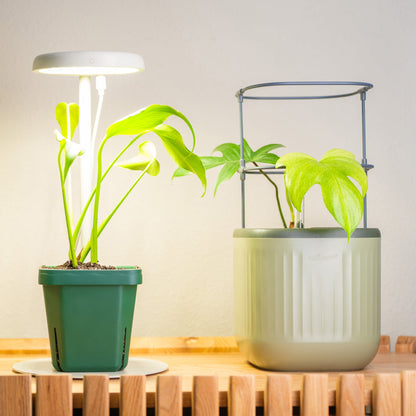 Seedling Pots, 5 x 5 Inches, 8 Pack