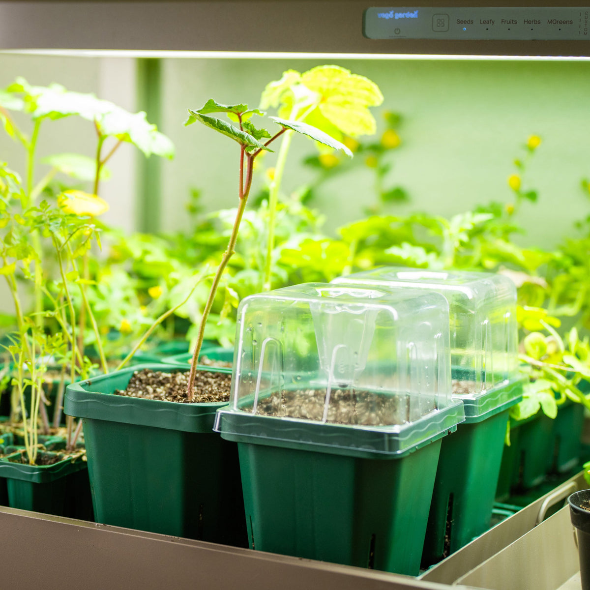Seedling Pots, 5 x 5 Inches, 8 Pack