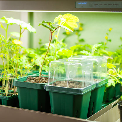 Seedling Pots, 5 x 5 Inches, 8 Pack