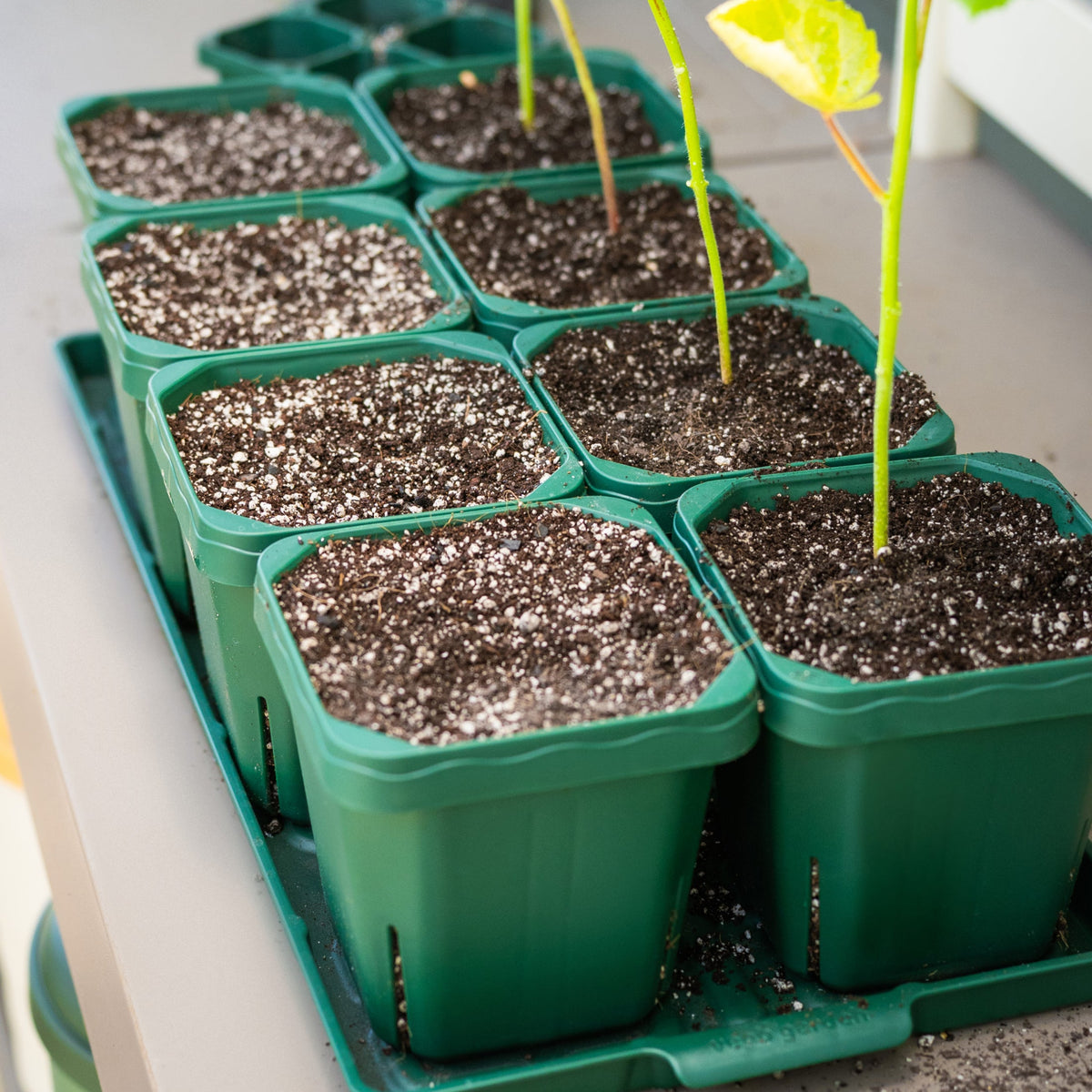 Seedling Pots, 5 x 5 Inches, 8 Pack