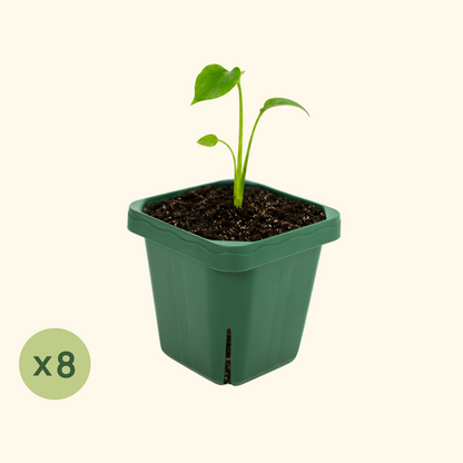 Seedling Pots, 5 x 5 Inches, 8 Pack