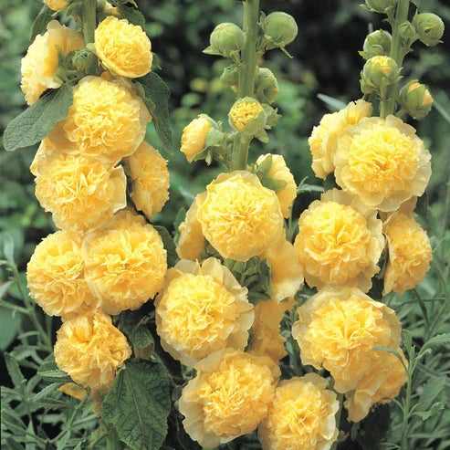 Product photo of double hollyhock seeds