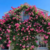 Product photo of climbing rose seeds