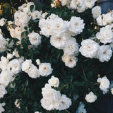 Product photo of climbing rose seeds
