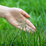 Product photo of royal grass seeds