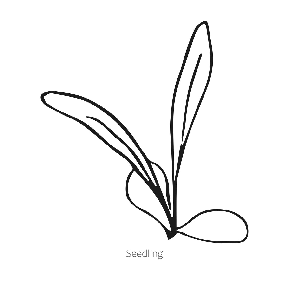 Sweet Sultan Seeds