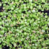 Product photo of water grass seeds