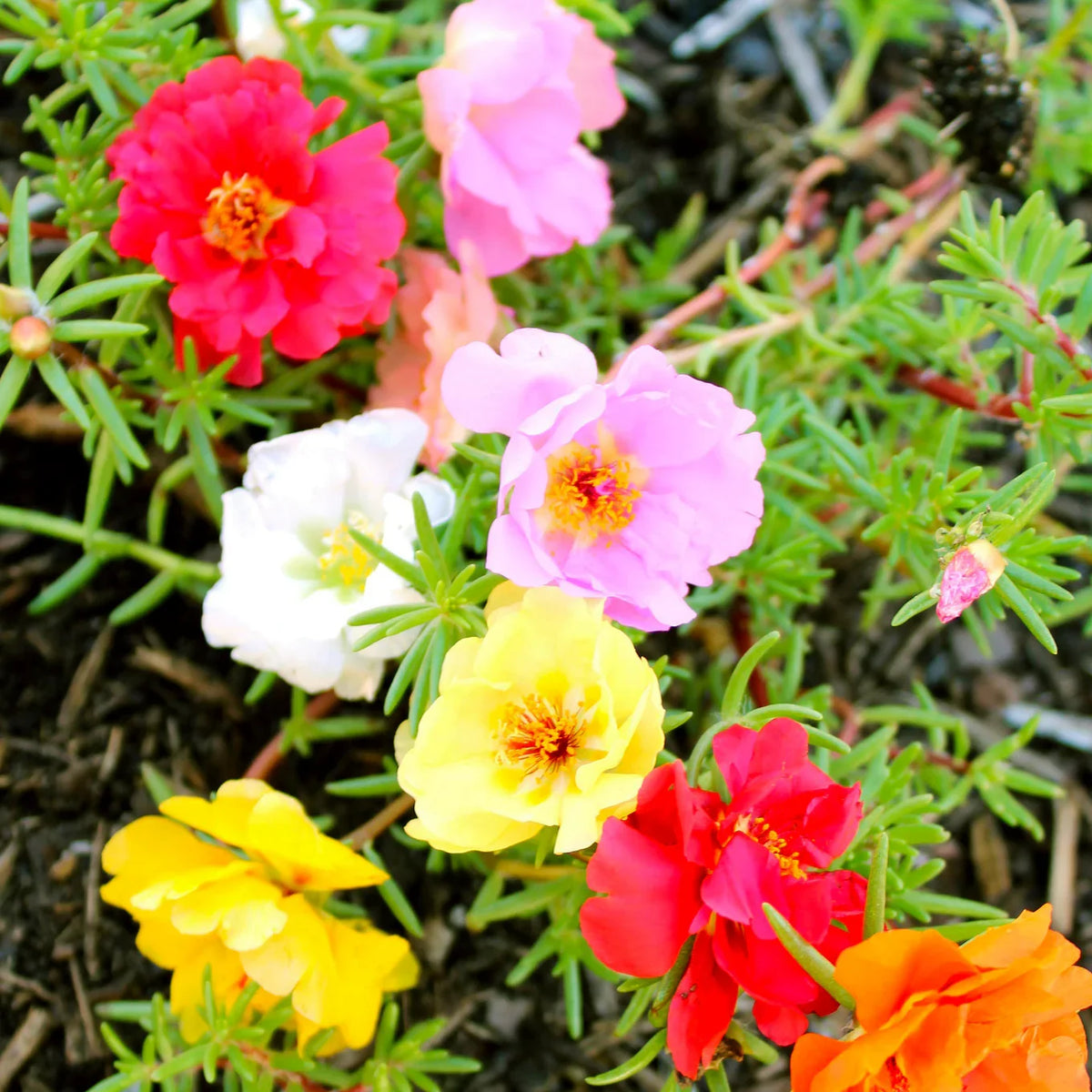 Product photo of mixed moss rose seeds