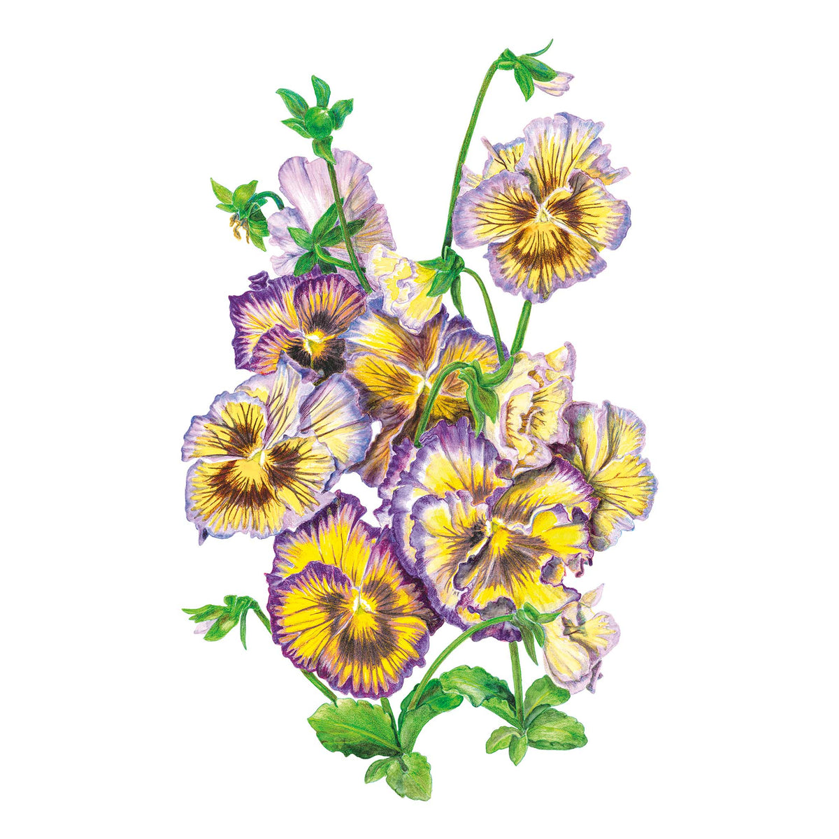 Lemonberry Ruffled Pansy flowers