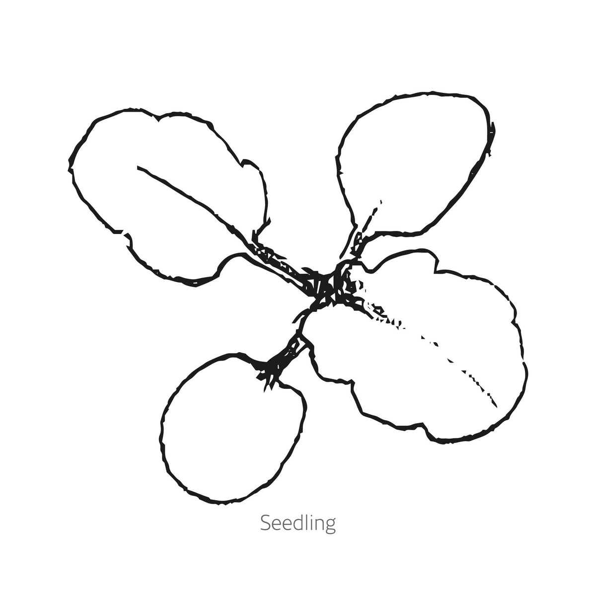 Lemonberry Ruffled Pansy flowers