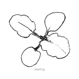 Midnight Glow Pansy Seeds