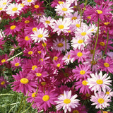 Product photo of mixed pyrethrum seeds