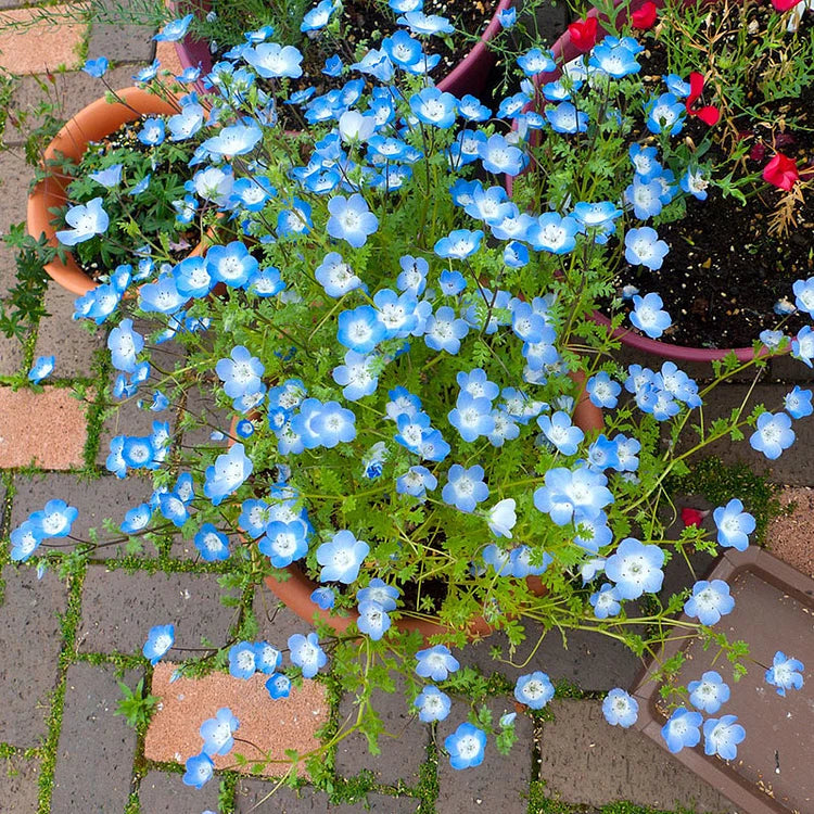 Product photo of baby blue eyes seeds