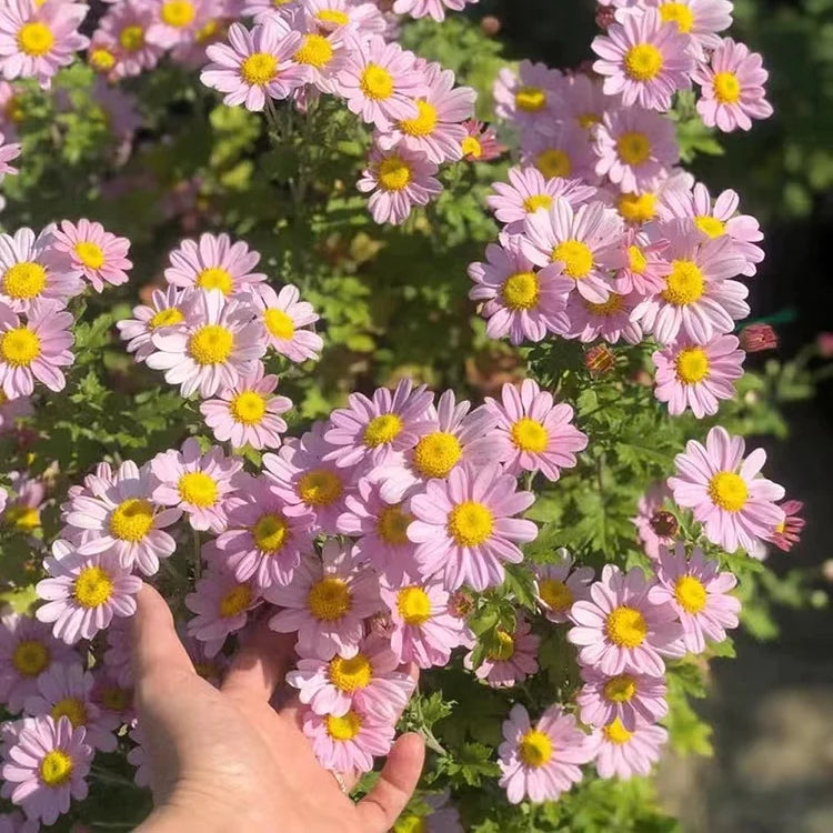 Product photo of mixed pyrethrum seeds