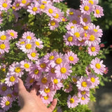 Product photo of mixed pyrethrum seeds