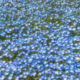 Product photo of baby blue eyes seeds