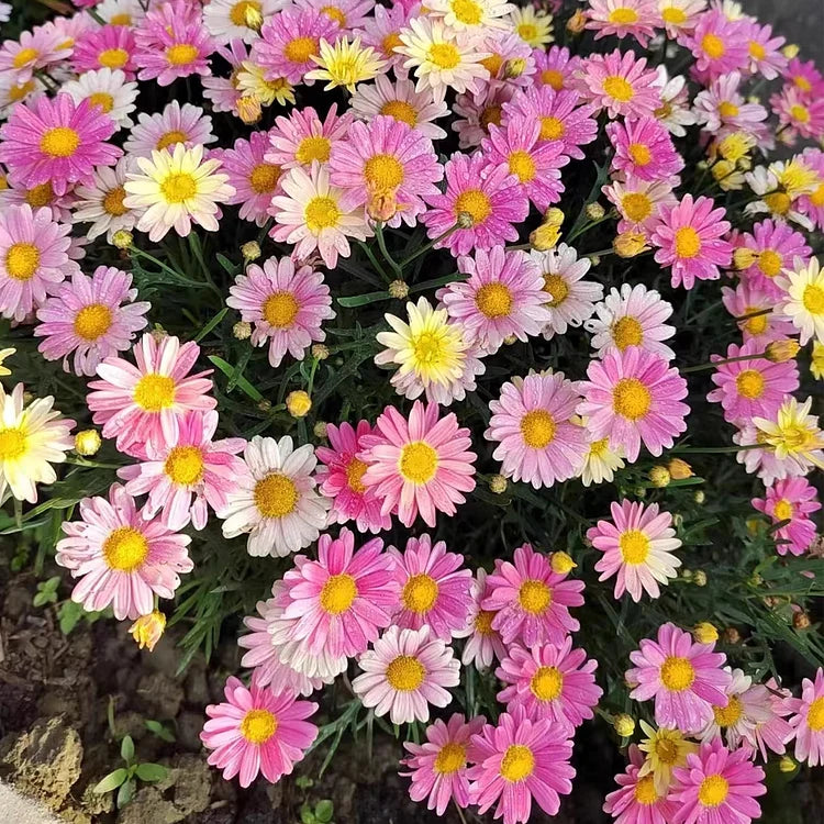 Product photo of mixed pyrethrum seeds