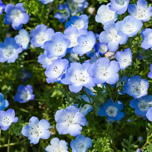 Product photo of baby blue eyes seeds
