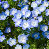 Product photo of baby blue eyes seeds