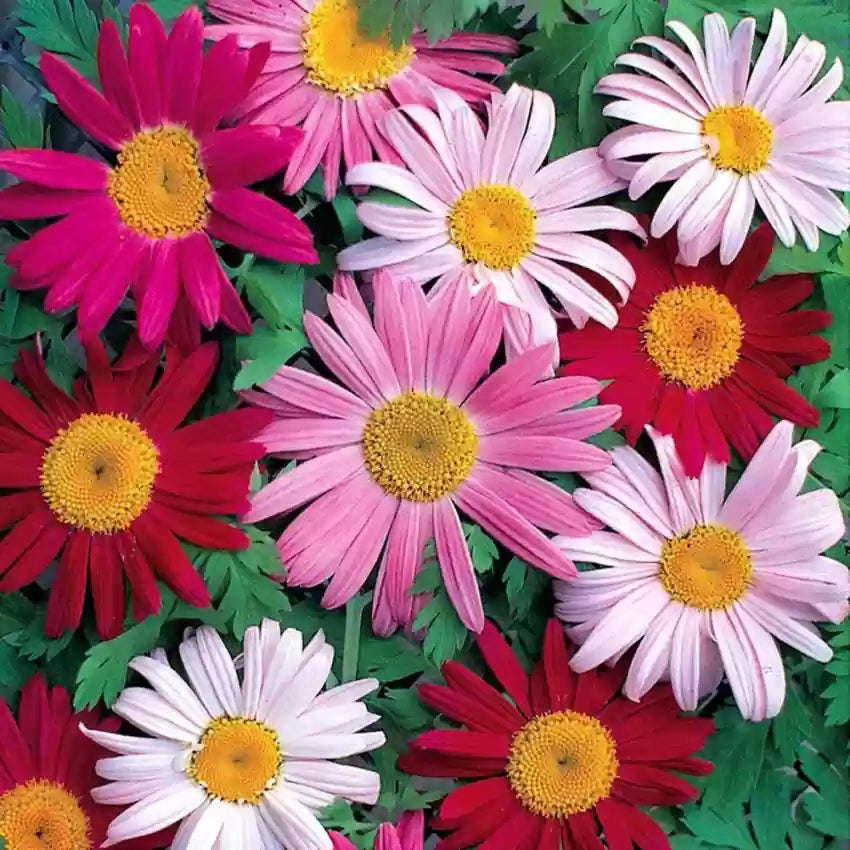 Product photo of mixed pyrethrum seeds