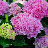 Product photo of hydrangea seeds