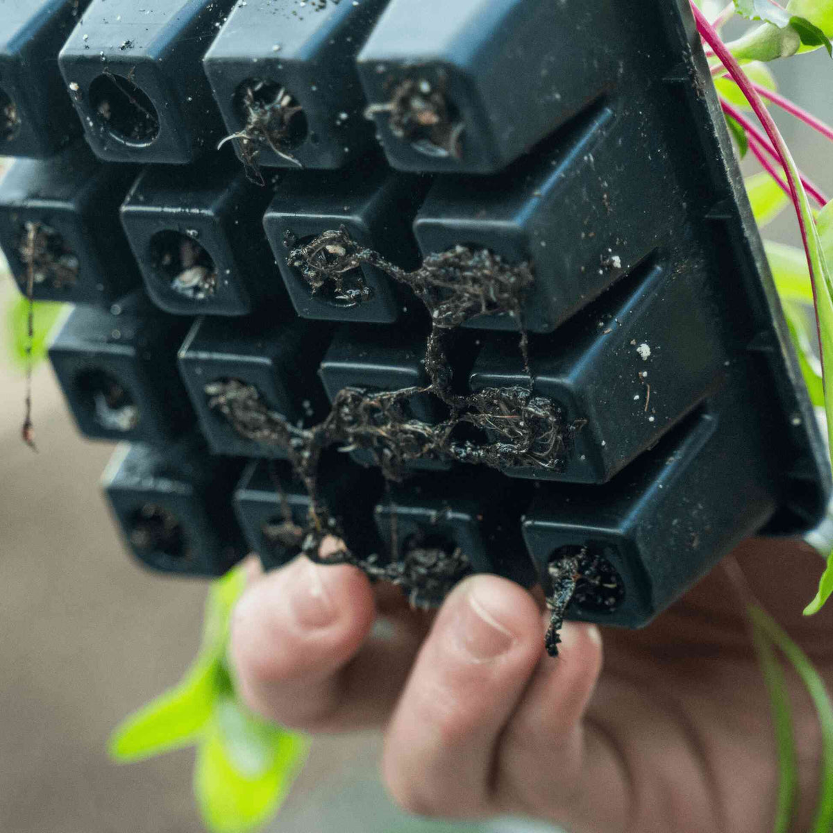 16 Cell Seed Starting Trays