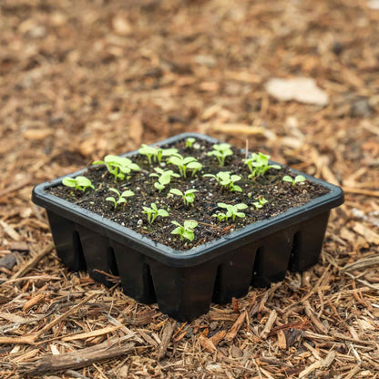 16 Cell Seed Starting Trays