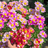 Product photo of mixed pyrethrum seeds