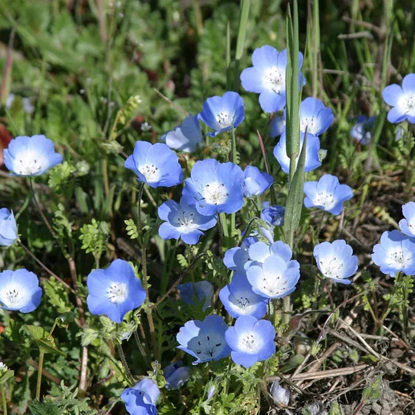 Product photo of baby blue eyes seeds