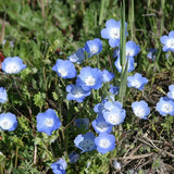 Product photo of baby blue eyes seeds