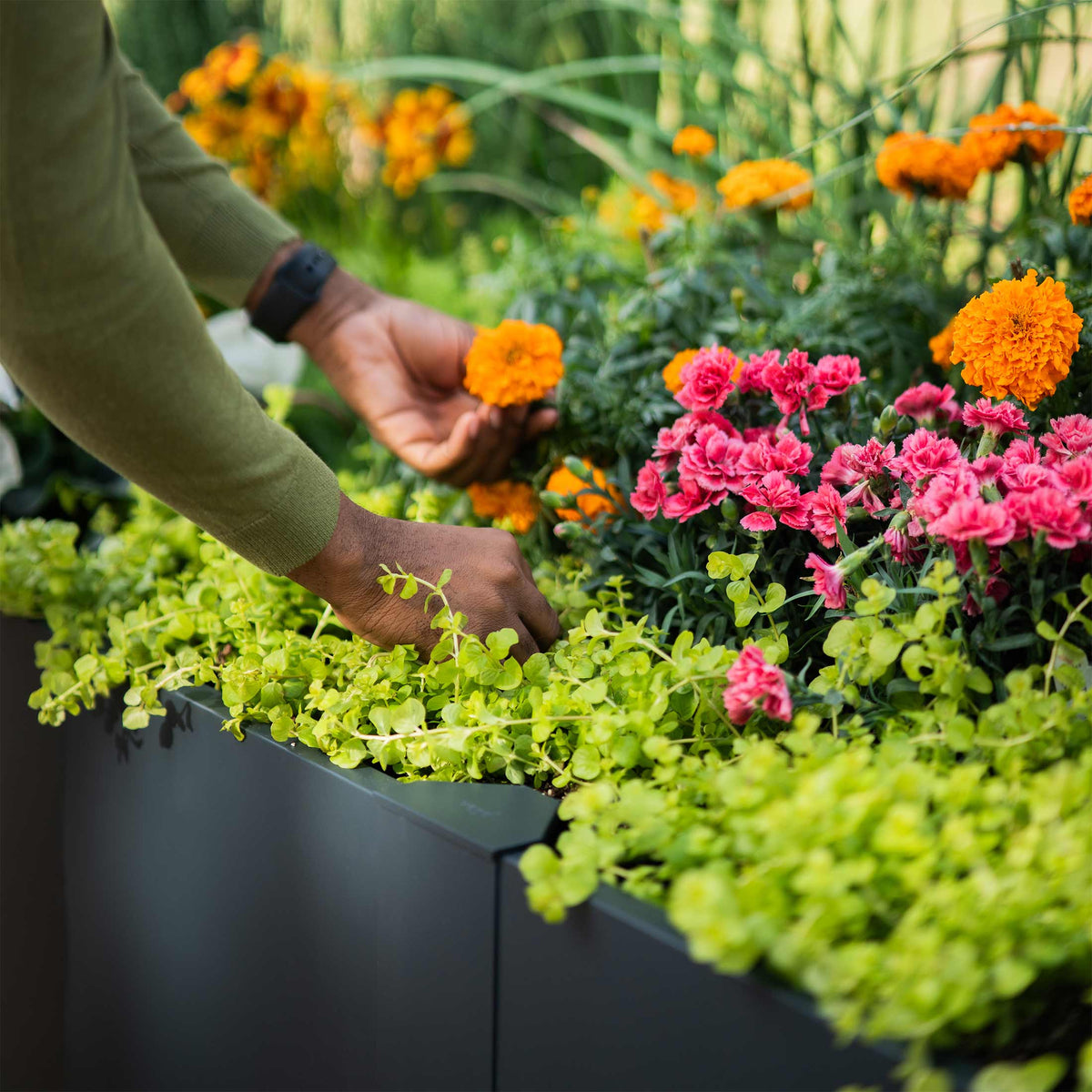 32-Inch-Tall L-Shaped Metal Raised Bed, 83 x 83 Inches