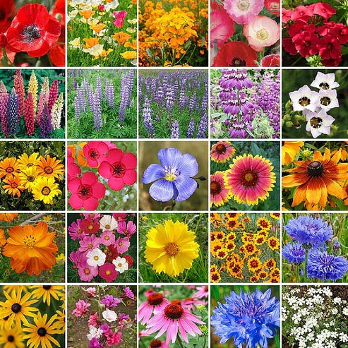 Product photo of wildflower seed mix