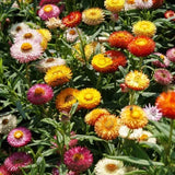 Product photo of strawflower seeds