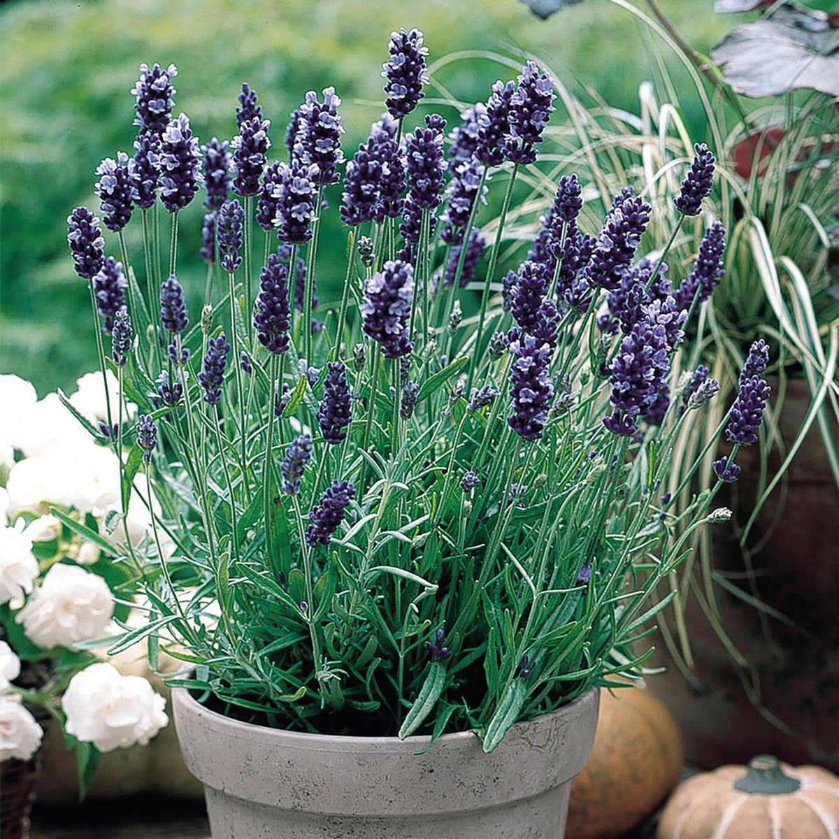 Product photo of lavender seeds