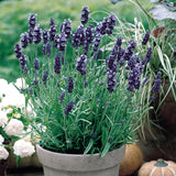 Product photo of lavender seeds