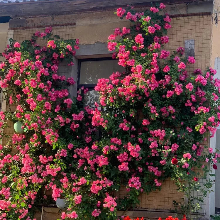 Product photo of climbing rose seeds