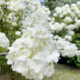 Product photo of hydrangea seeds