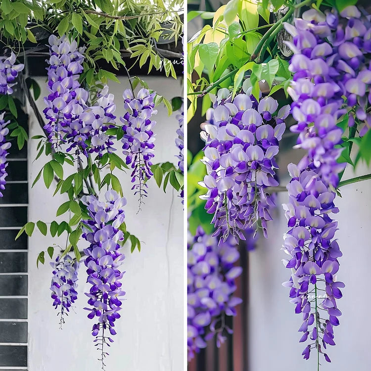 Product photo of wisteria seeds