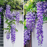 Product photo of wisteria seeds