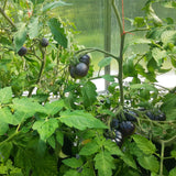 Product photo of black pearl cherry tomato seeds