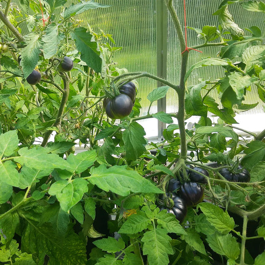 Product photo of black pearl cherry tomato seeds