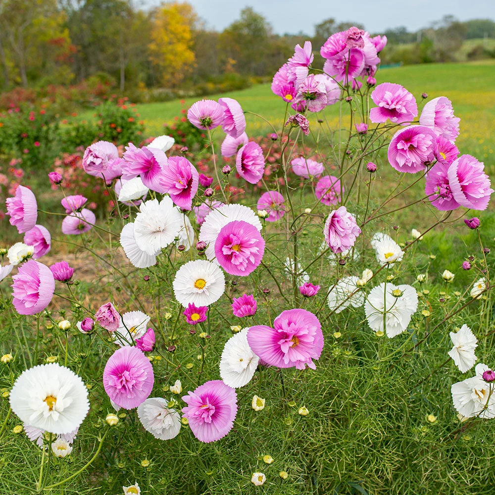 Product photo of mixed cosmos seeds