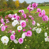 Product photo of mixed cosmos seeds