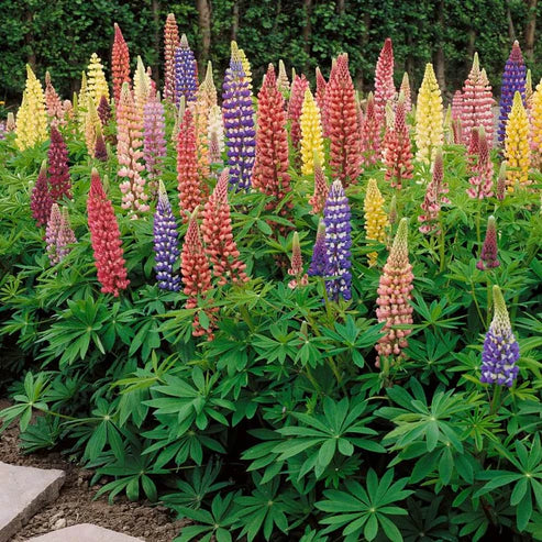 Product photo of lupine seeds