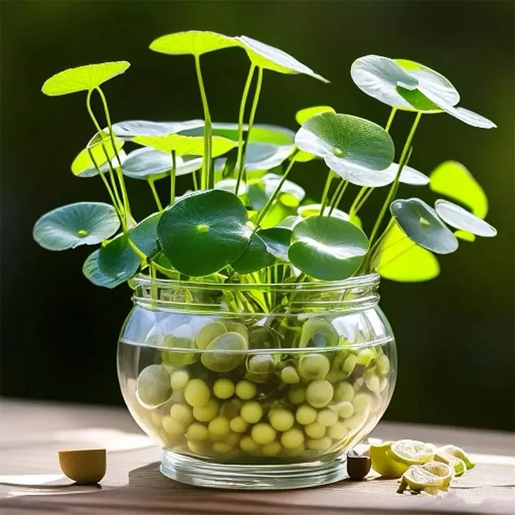 Product photo of copper coin grass seeds